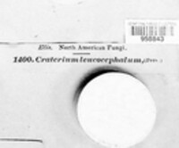 Craterium leucocephalum var. leucocephalum image